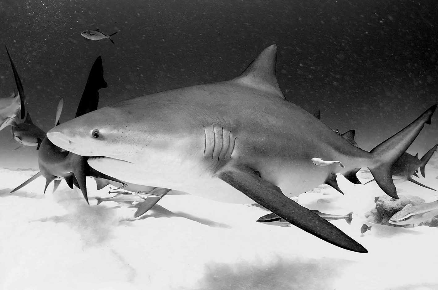 Under Water Life 1, Pablo Simón (ps72)