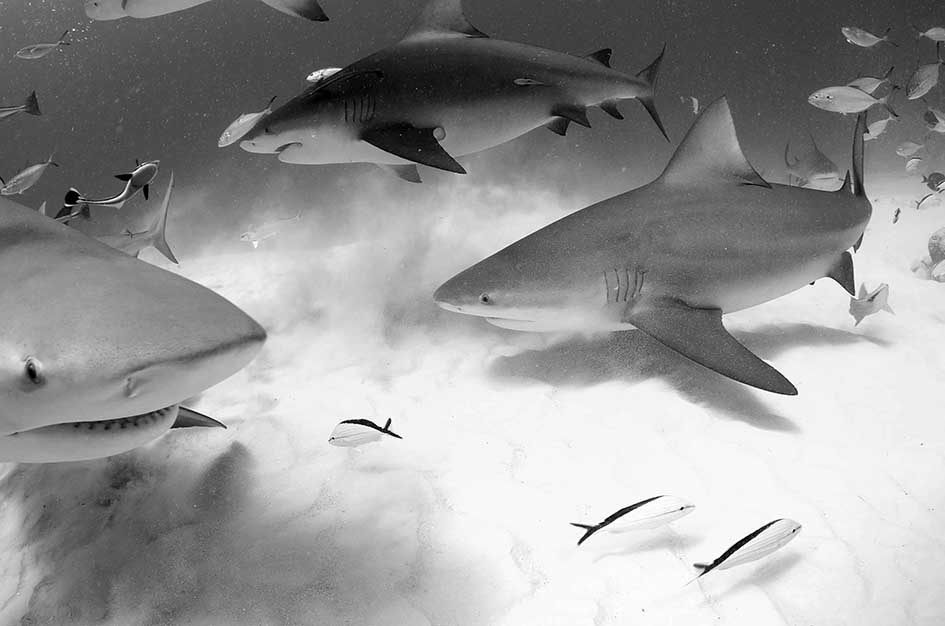 Under Water Life 2, Pablo Simón (ps73)
