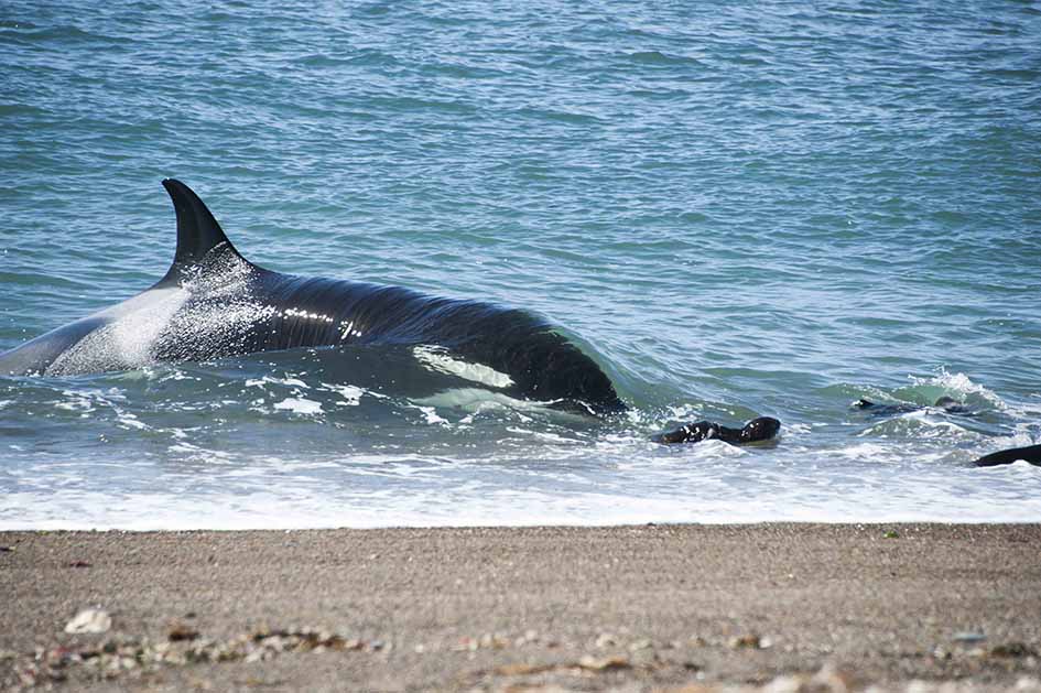 Orca en la Playa, Pablo Simón (ps77)