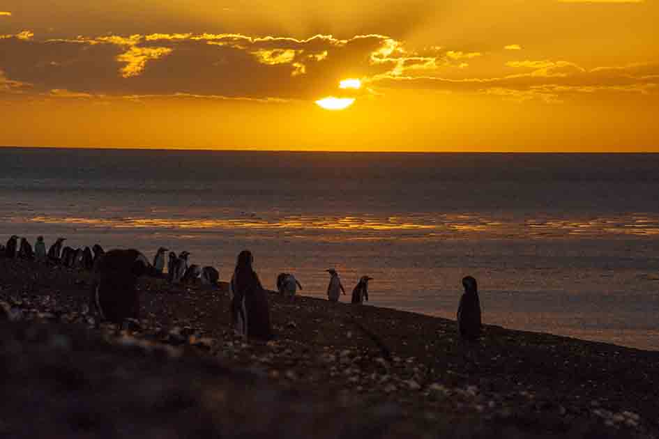 Pinguinos al Atardecer, Pablo Simón (ps78)